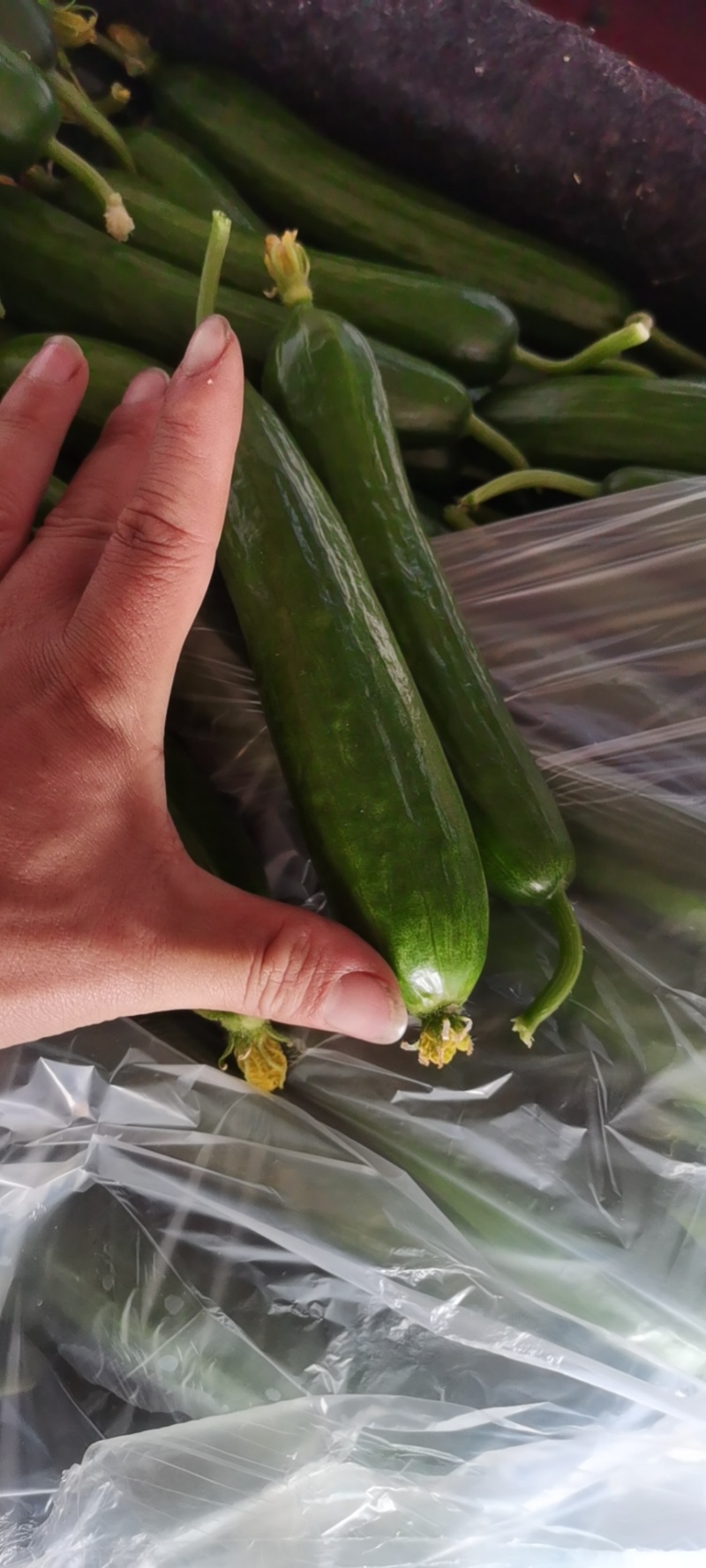 一件代发大量供应精品水果黄瓜！