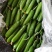 一件代发大量供应精品水果黄瓜！