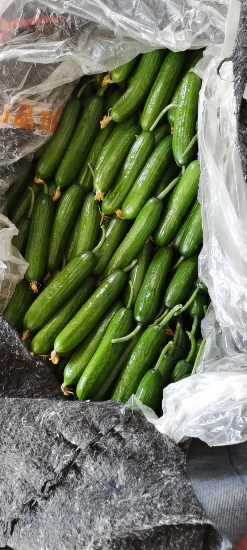 一件代发大量供应精品水果黄瓜！