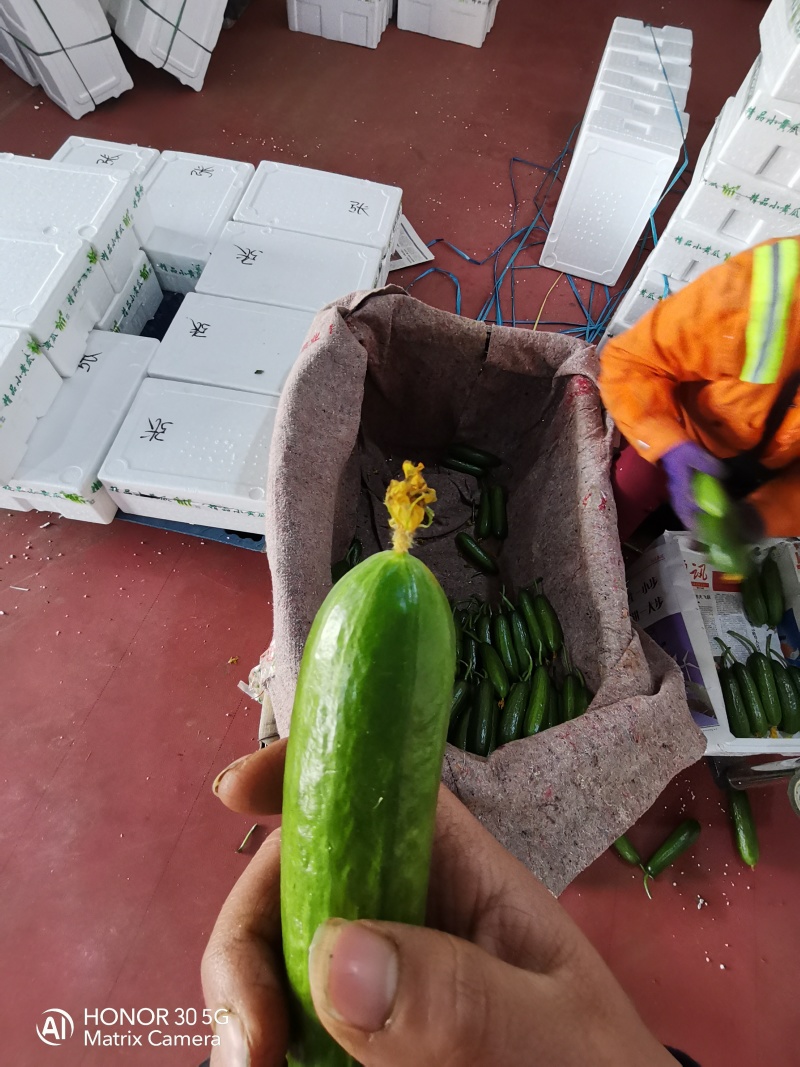 一件代发大量供应精品水果黄瓜！