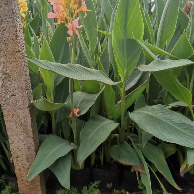 美人蕉一手货源基地直发