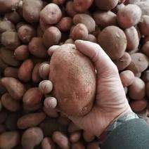 2-3两新鲜红皮土豆大量出售