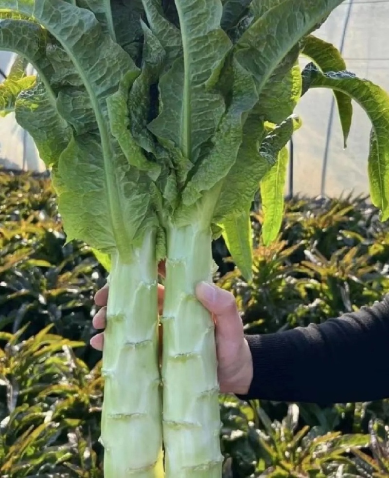 山东尖叶莴笋红尖叶莴笋莴苣现砍现发提供一条龙服务