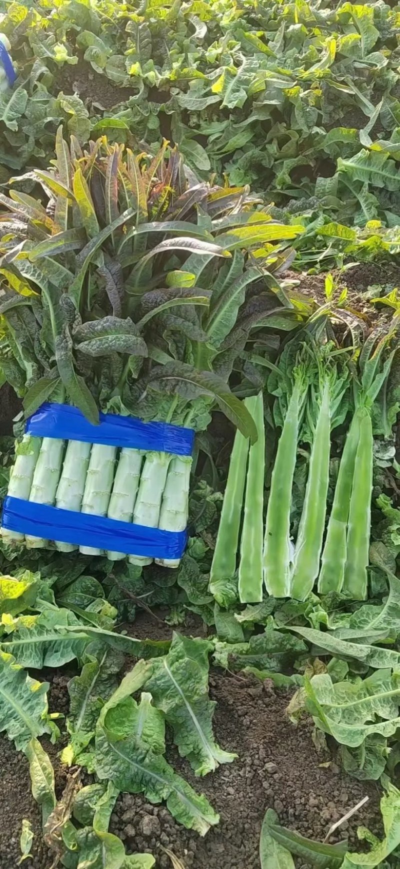 山东尖叶莴笋红尖叶莴笋莴苣现砍现发提供一条龙服务