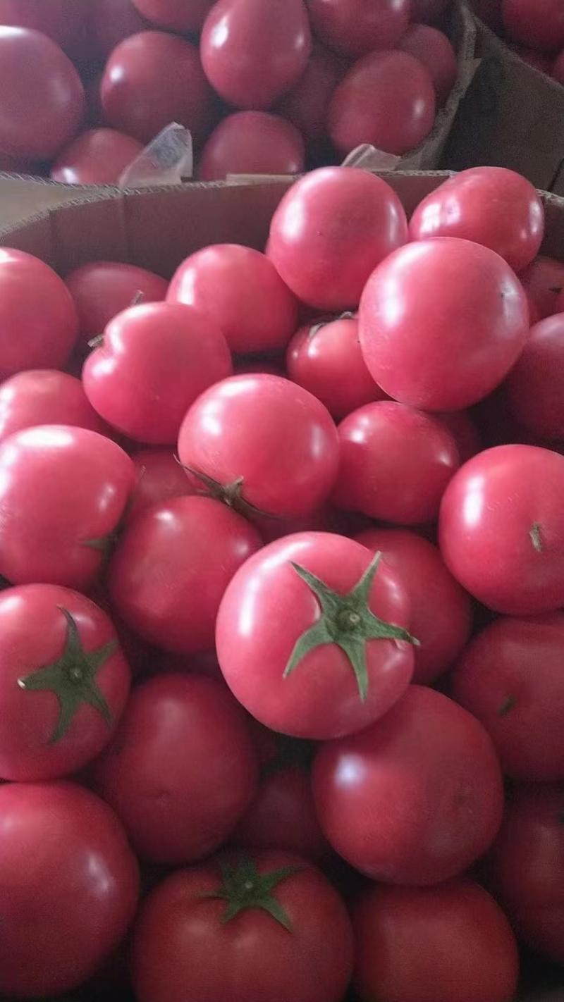 宁夏精品硬粉西红柿品质保证量大从优欢迎各位