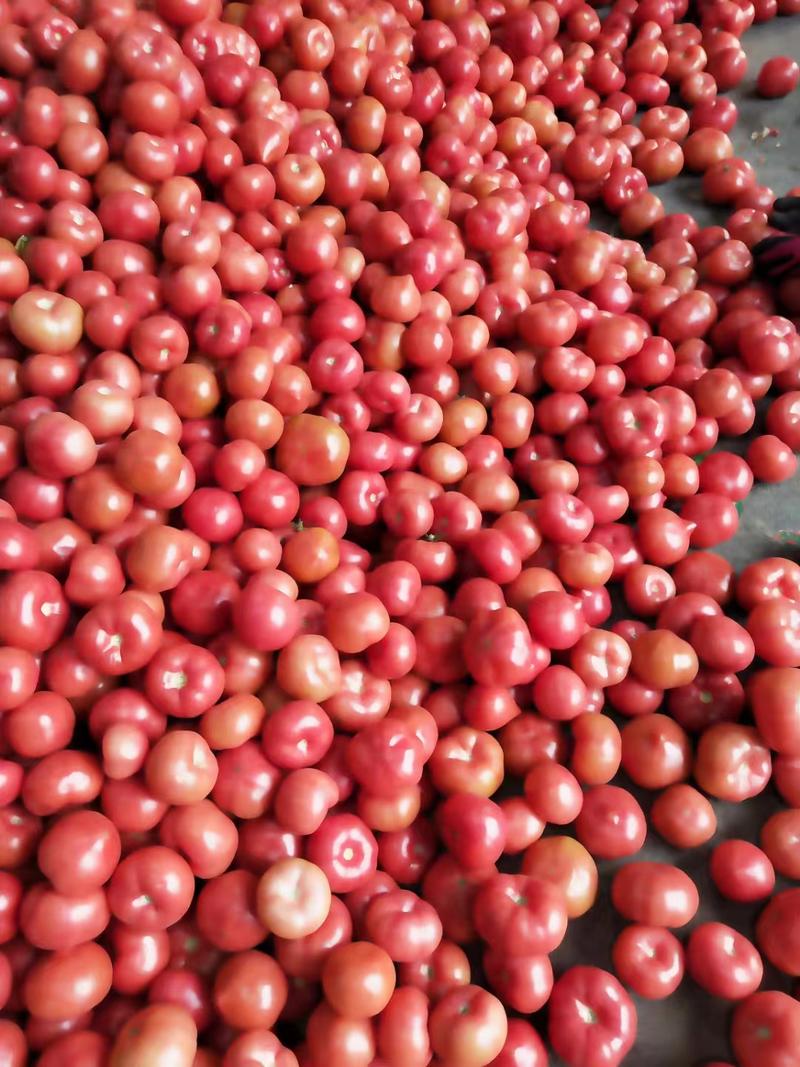 宁夏西红柿硬粉西红柿产地直供对接电商市场批发平台批发