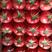 宁夏西红柿硬粉西红柿产地直供对接电商市场批发平台批发