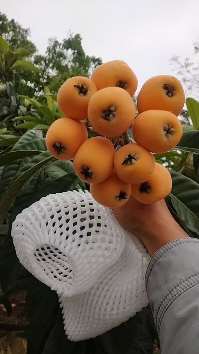 贵州大五星枇杷，果面干净，水份足，口感甜，一条龙服务。