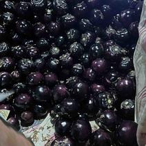 紫光圆茄已大量有货，基地直发，电商供货。货源充足。