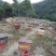 纯正深山野蜜蜂，家养土蜜蜂。一手货源价格优惠，可电话咨询