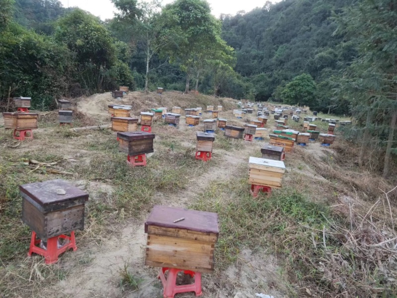纯正深山野蜜蜂，家养土蜜蜂。一手货源价格优惠，可电话咨询