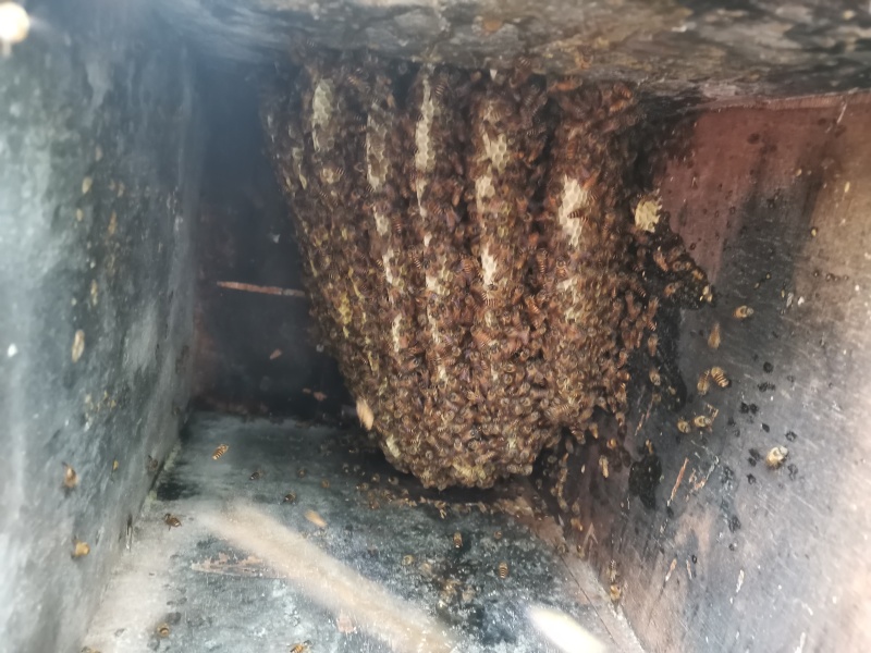 纯正深山野蜜蜂，家养土蜜蜂。一手货源价格优惠，可电话咨询