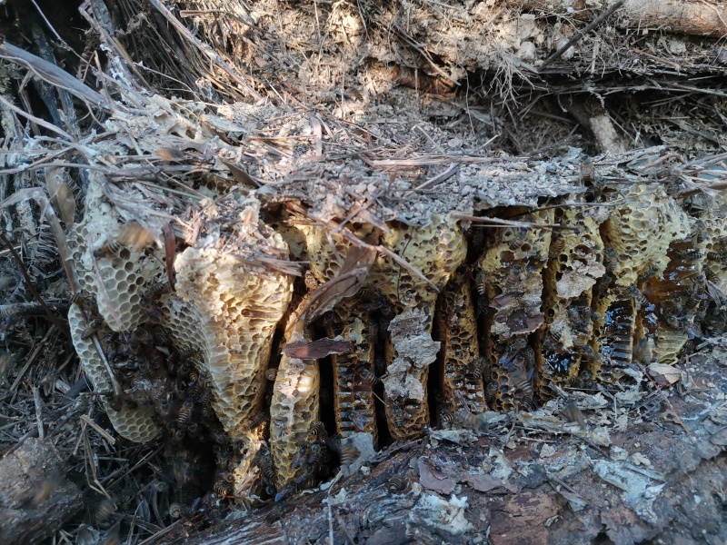 纯正深山野蜜蜂，家养土蜜蜂。一手货源价格优惠，可电话咨询