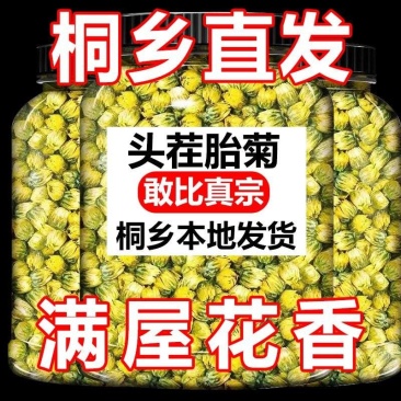 【桐乡直发】桐乡胎菊菊花茶杭白菊贡菊罐装凉茶熬夜花草茶叶