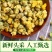 【桐乡直发】桐乡胎菊菊花茶杭白菊贡菊罐装凉茶熬夜花草茶叶