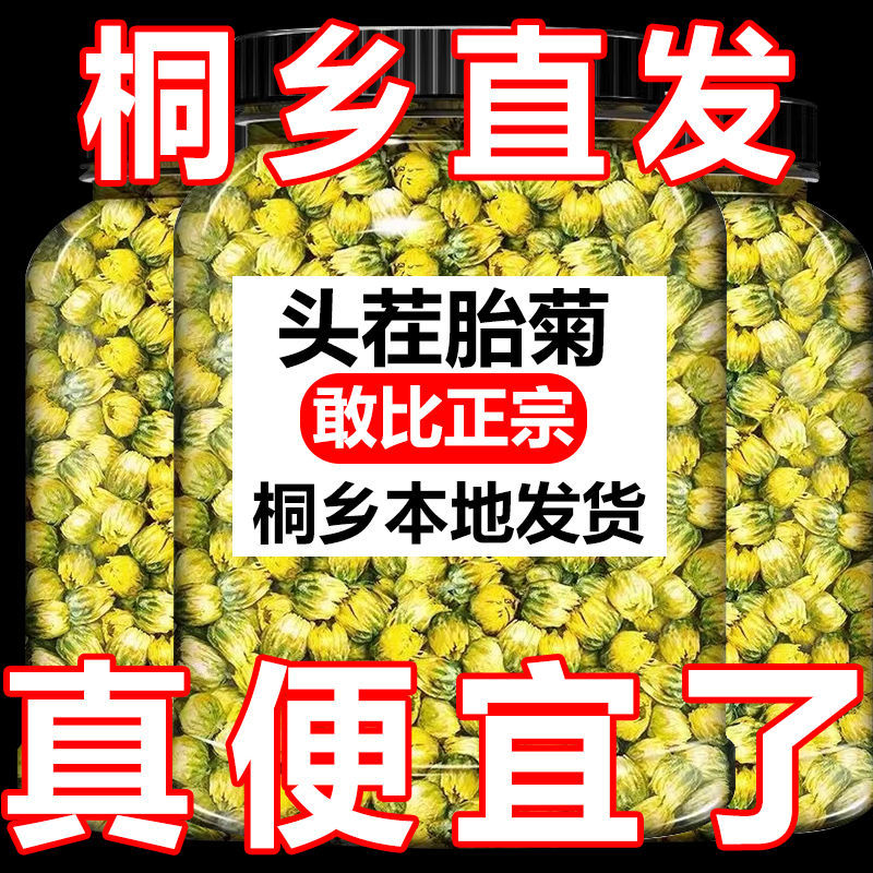 【桐乡直发】桐乡胎菊菊花茶杭白菊贡菊罐装凉茶熬夜花草茶叶