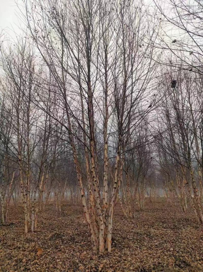 丛生白桦基地供应高度5-9米供货速度快品质优