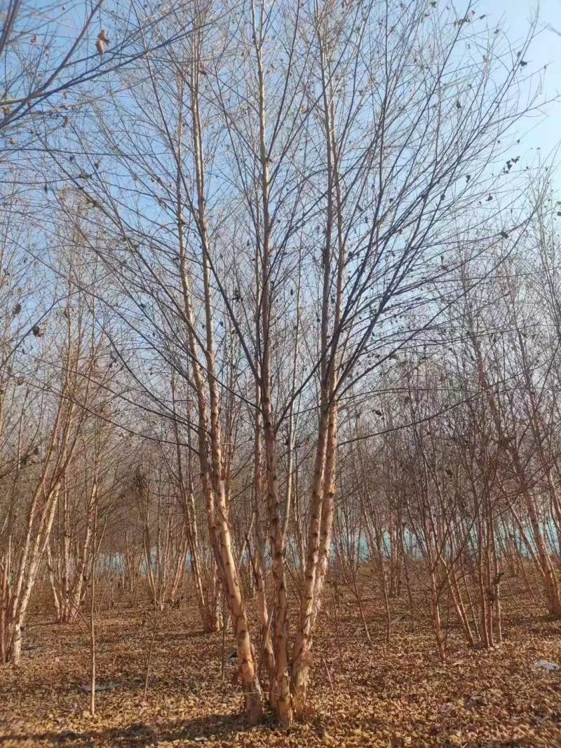 丛生白桦基地供应高度5-9米供货速度快品质优