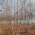 丛生白桦基地供应高度5-9米供货速度快品质优