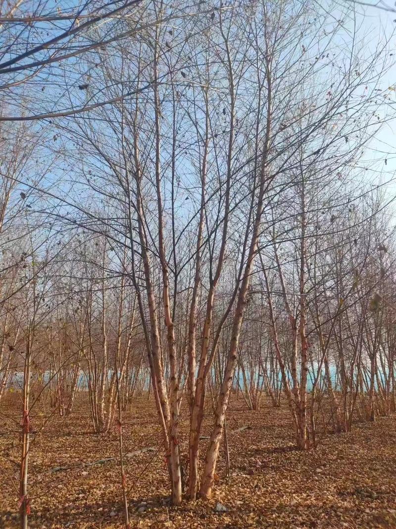 丛生白桦基地供应高度5-9米供货速度快品质优