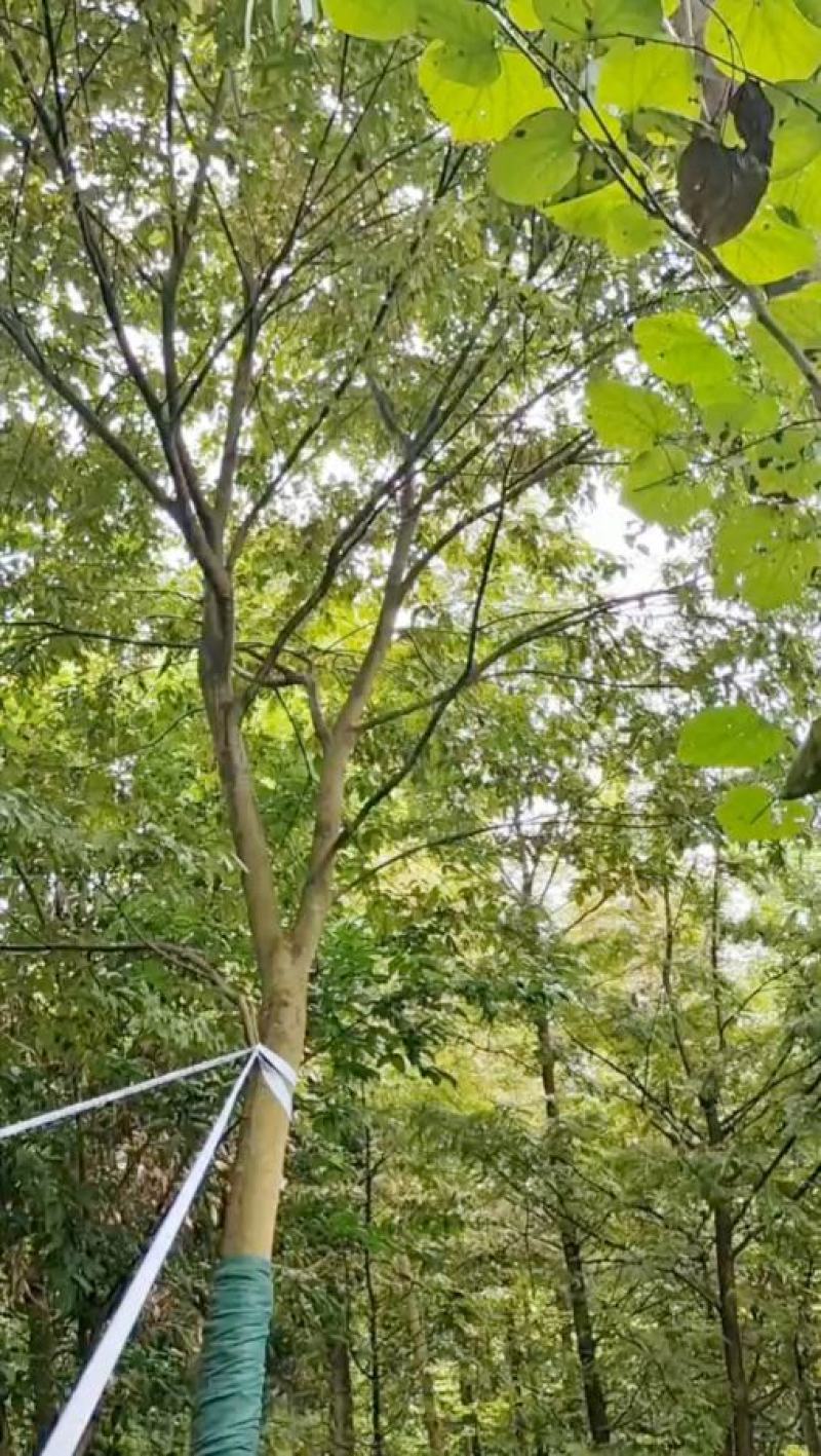 朴树大量出售中各种规格齐全基地供应价格实惠