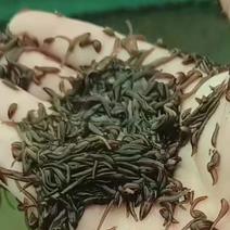 江苏水蛭蚂蝗卵茧小苗大量供应一手货源欢迎致电