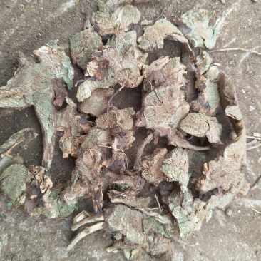 香茶菜根铁菱角地产一手货源