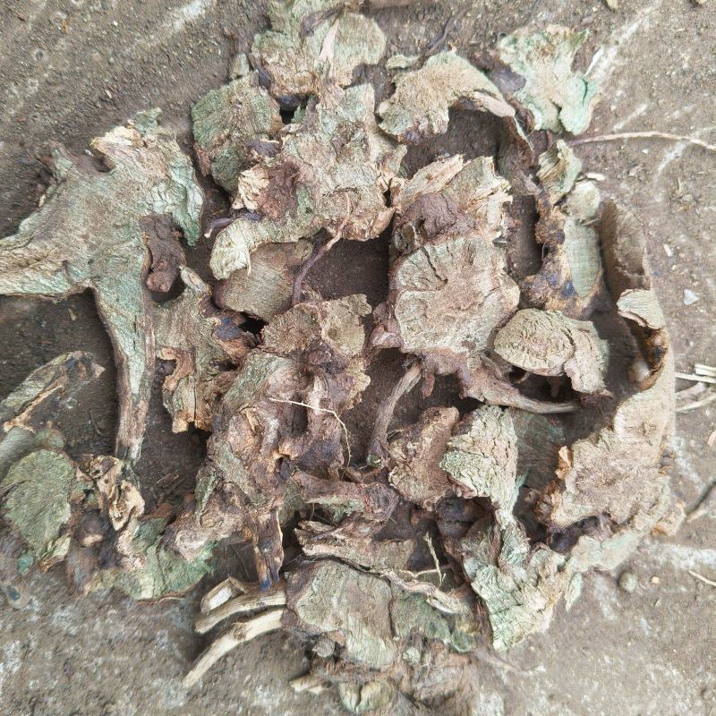 香茶菜根铁菱角地产一手货源