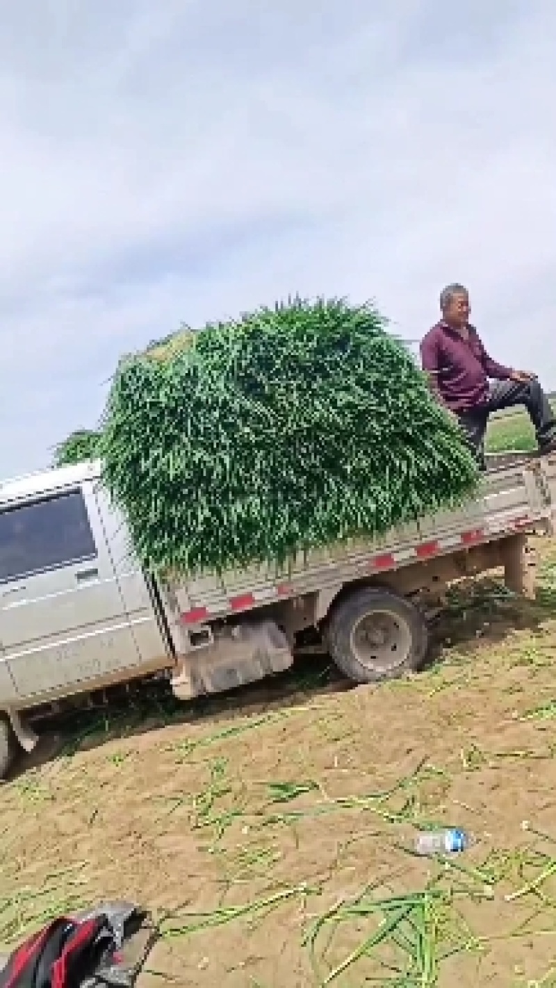 长年大量供应各种一代优质高产大葱葱苗，铁杆，刚葱长白苗。