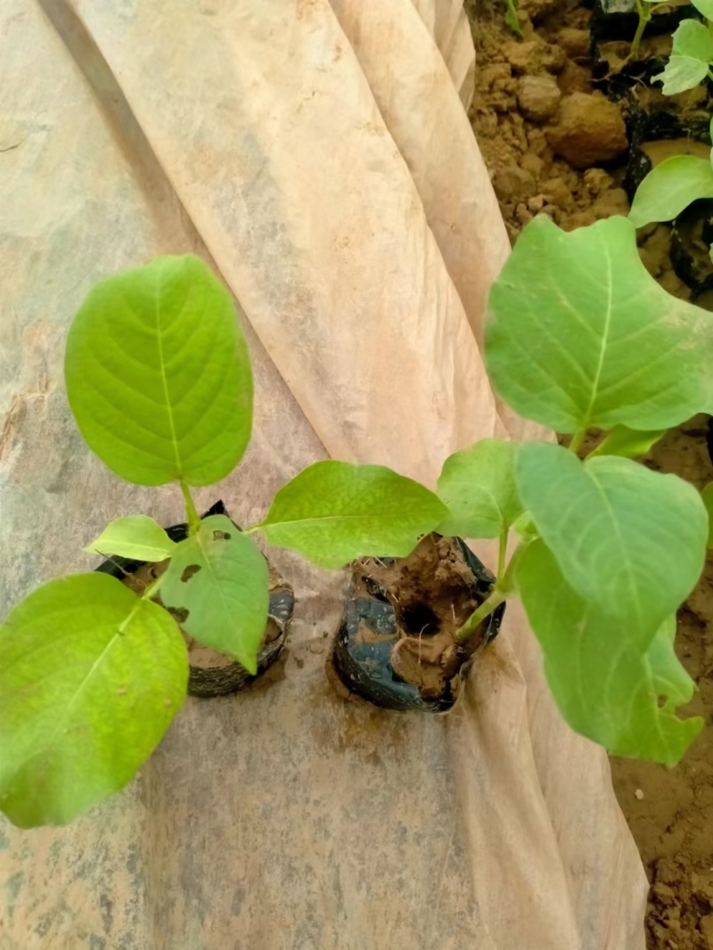 红蓼水蓼水生植物死苗补发量大可优惠
