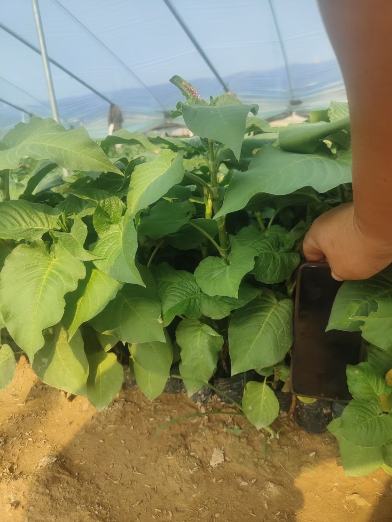 红蓼水蓼水生植物死苗补发量大可优惠