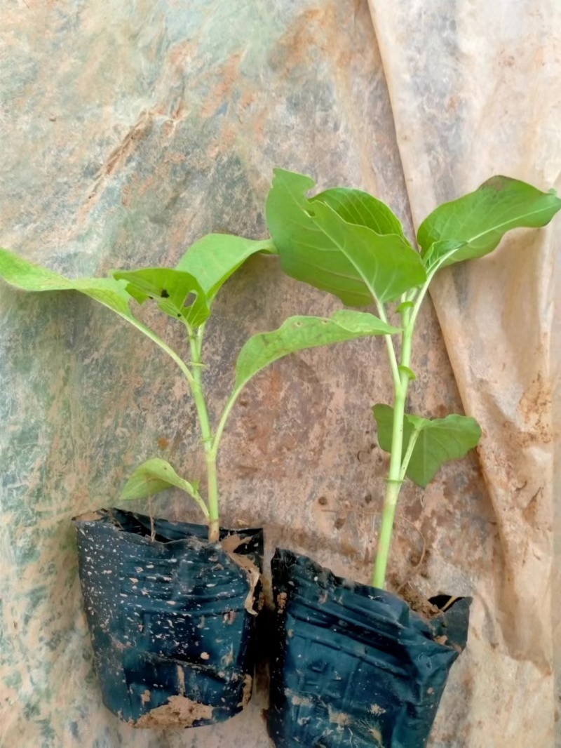 红蓼水蓼水生植物死苗补发量大可优惠