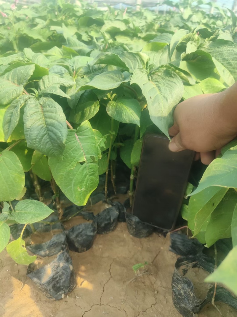 红蓼水蓼水生植物死苗补发量大可优惠