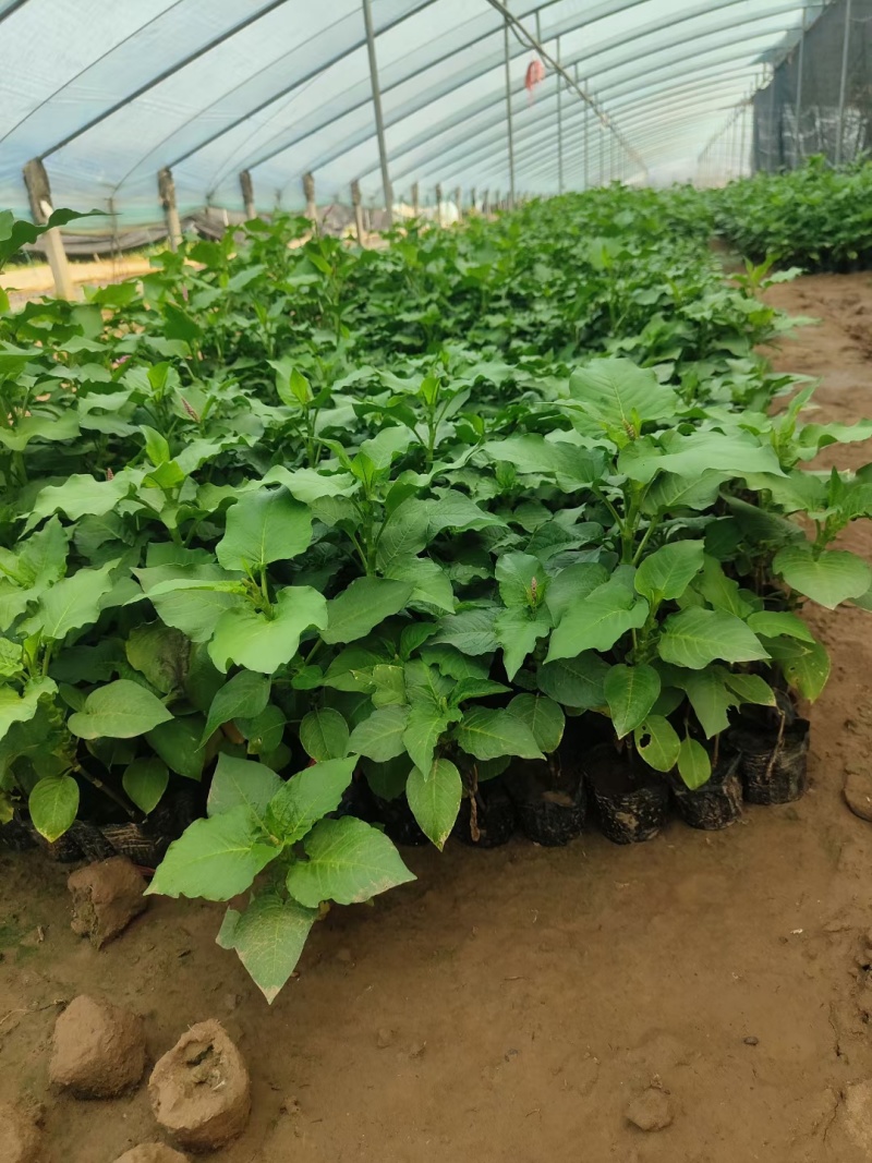 红蓼水蓼水生植物死苗补发量大可优惠