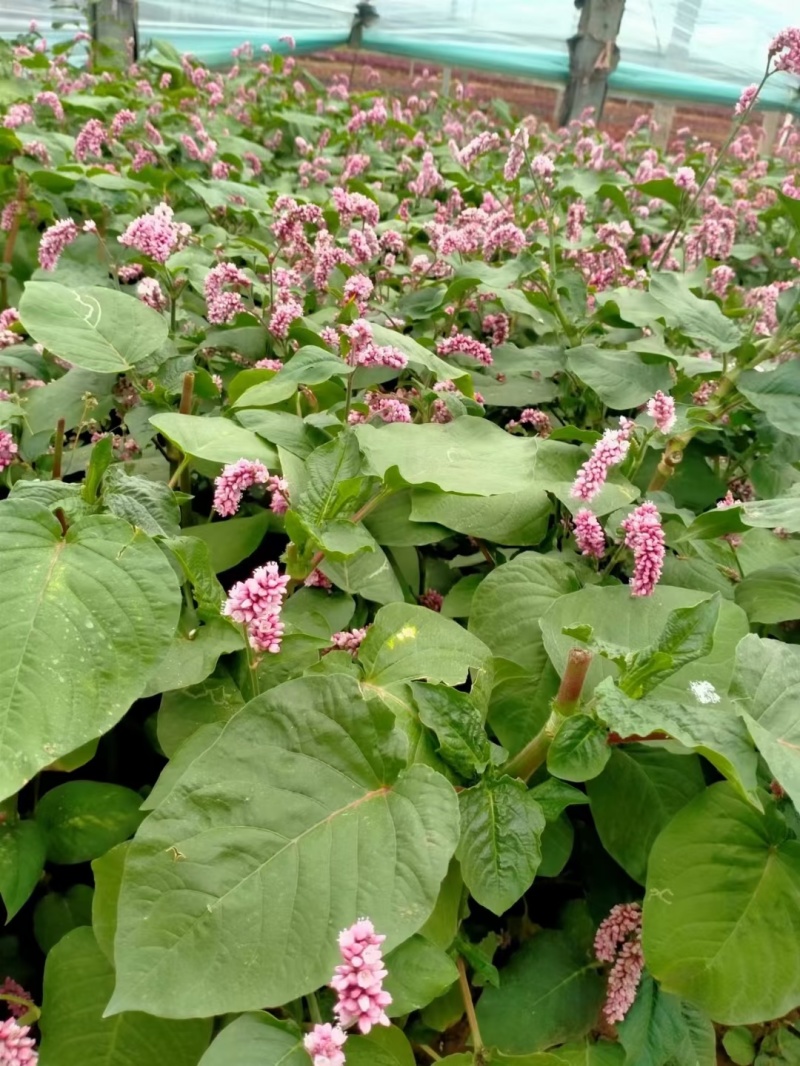 红蓼水蓼水生植物死苗补发量大可优惠