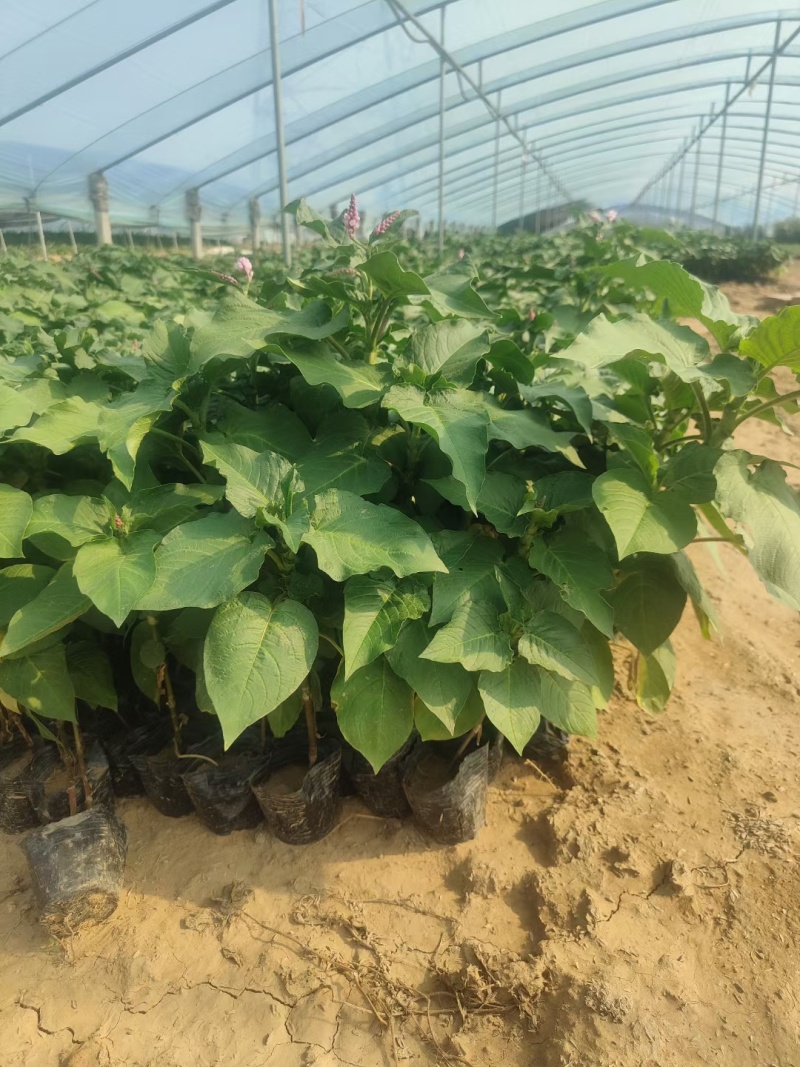 红蓼水蓼水生植物死苗补发量大可优惠