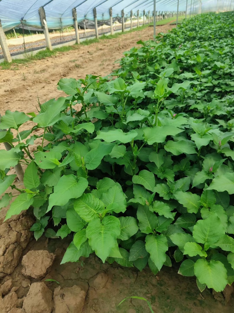 红蓼水蓼水生植物死苗补发量大可优惠