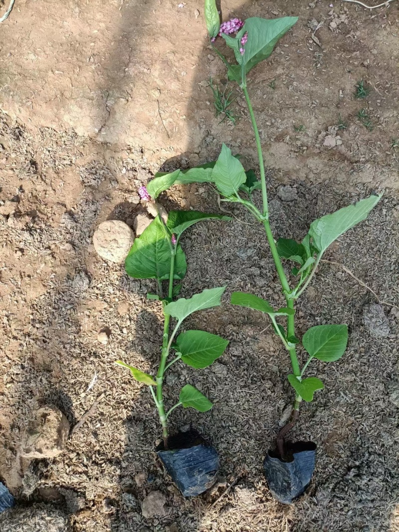 红蓼水蓼水生植物死苗补发量大可优惠