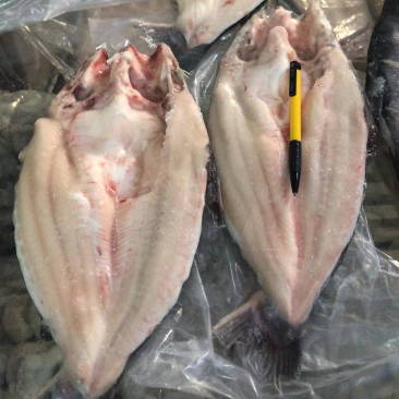 开背巴沙鱼20斤一箱规格齐全