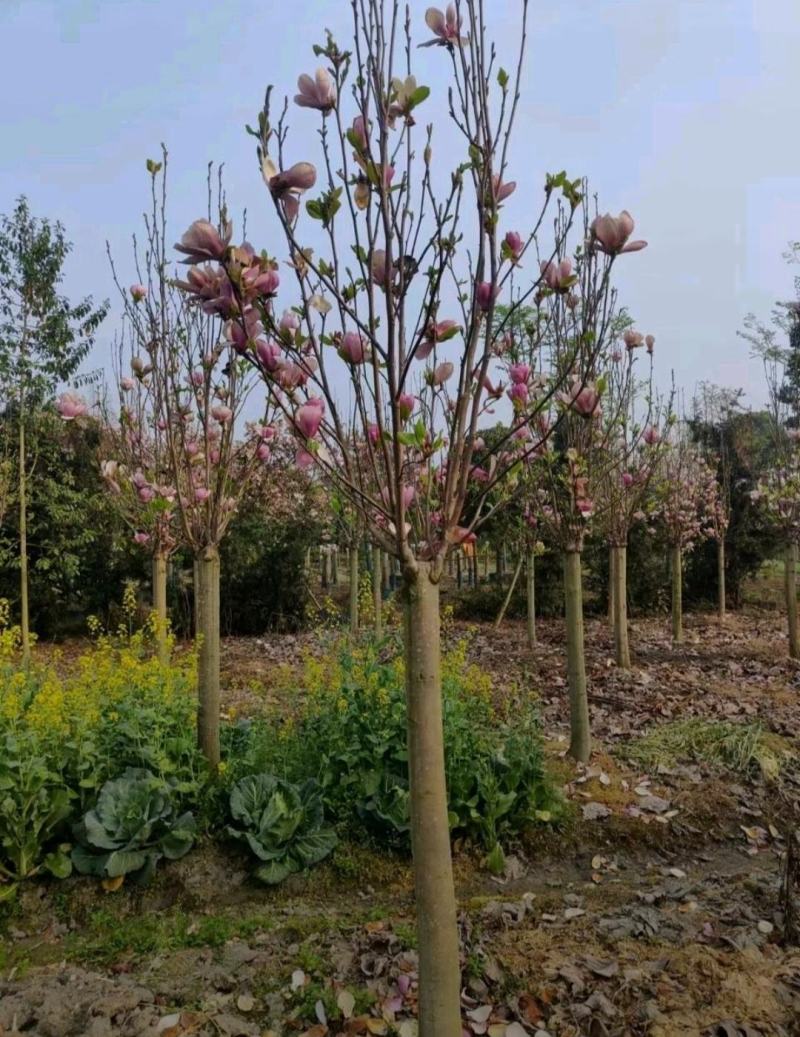 紫玉兰红花玉兰白玉兰欢迎联系实地考察