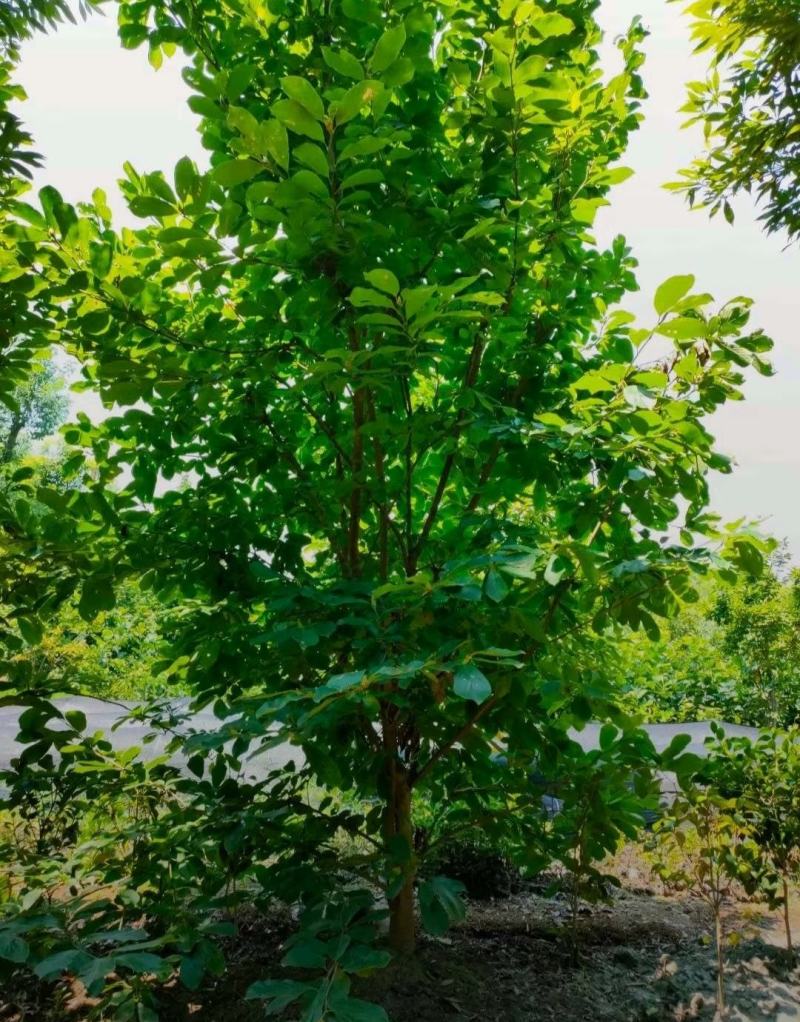 紫玉兰红花玉兰白玉兰欢迎联系实地考察
