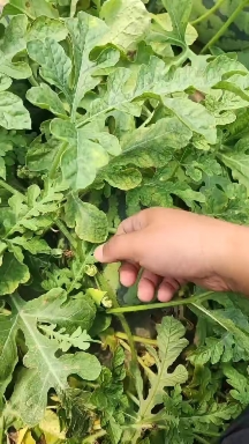 江苏东台精品有籽8424西瓜包熟包甜/货源充足/量大优惠