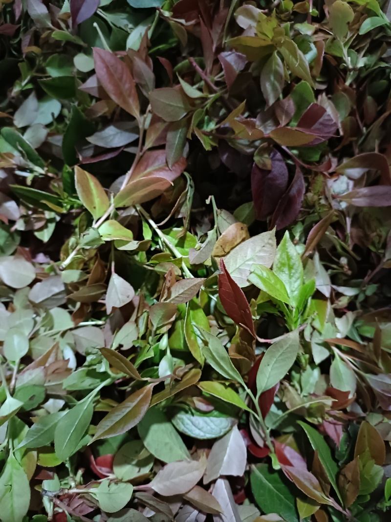 南烛叶汁
