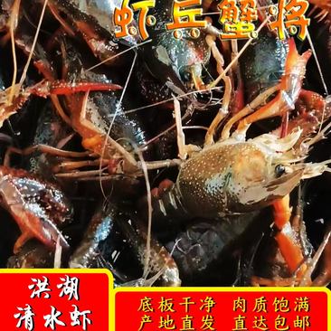 江苏建湖精品小龙虾，品质好，回购率高，可视频看货