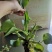 水葫芦凤眼莲凤眼蓝水生植物死苗补发量大可优惠