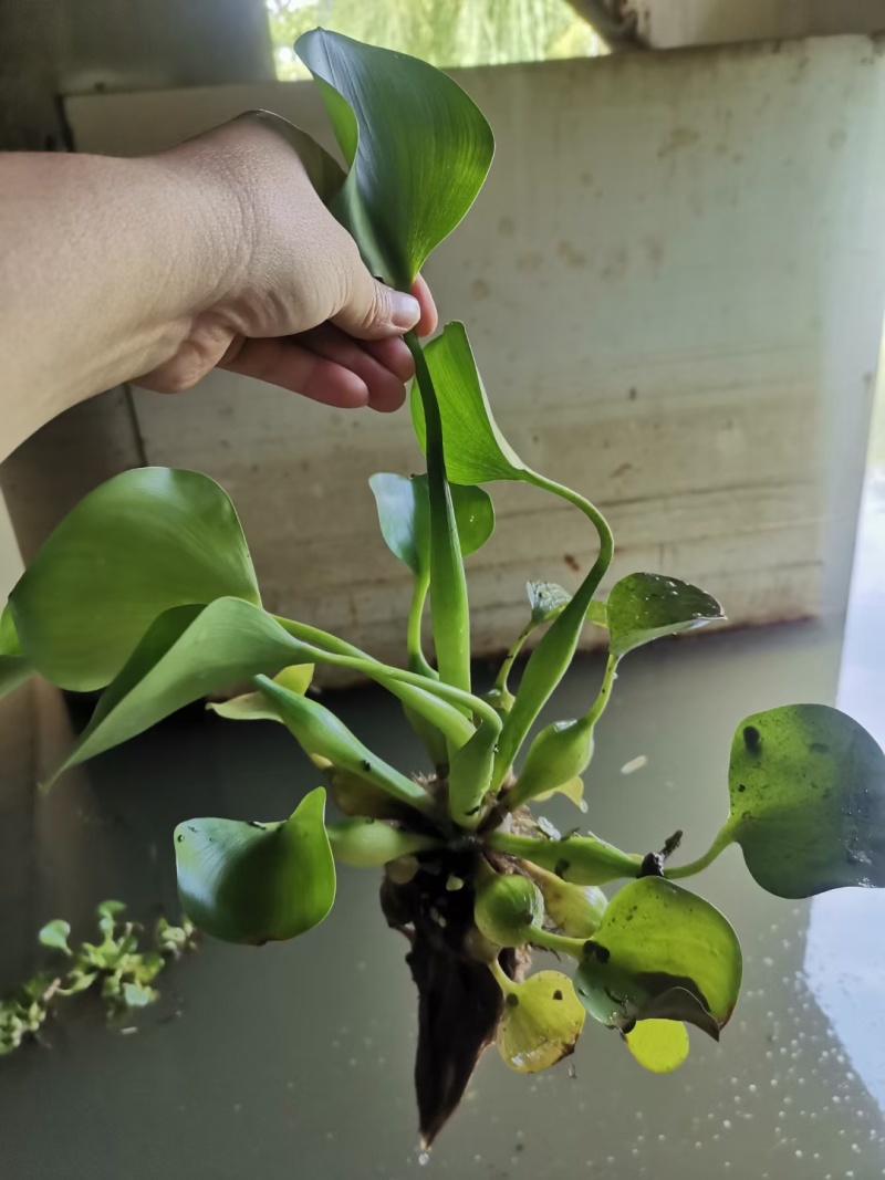 水葫芦凤眼莲凤眼蓝水生植物死苗补发量大可优惠