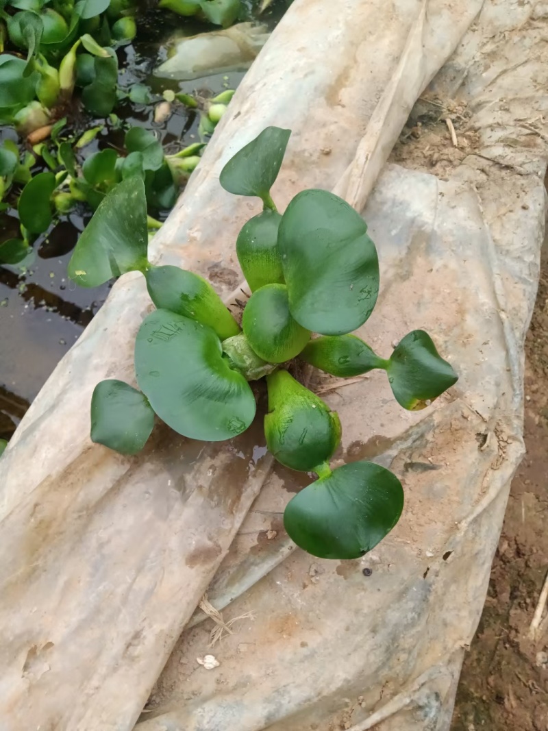 水葫芦凤眼莲凤眼蓝水生植物死苗补发量大可优惠