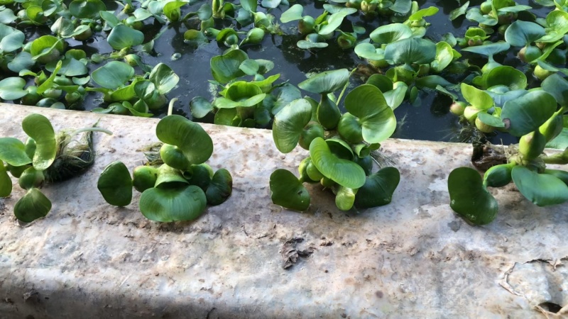 水葫芦凤眼莲凤眼蓝水生植物死苗补发量大可优惠
