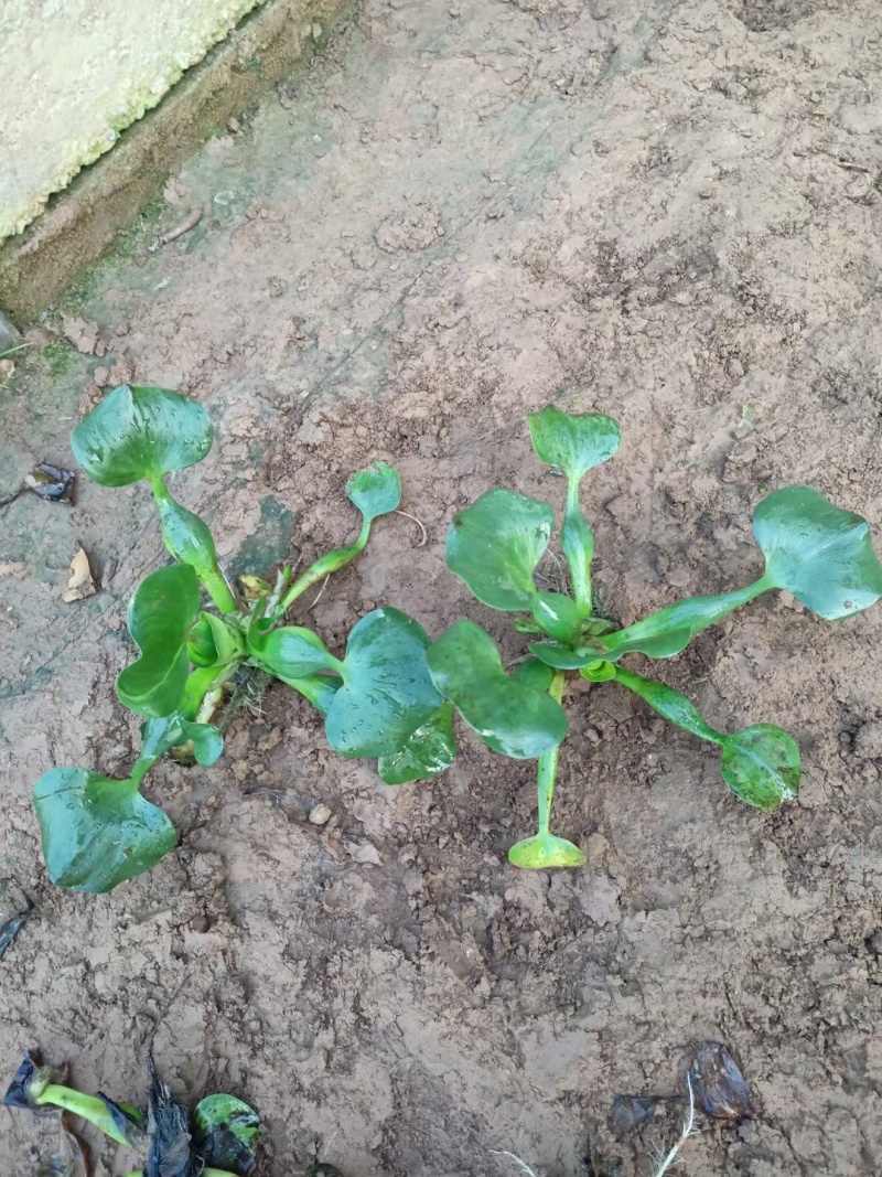 水葫芦凤眼莲凤眼蓝水生植物死苗补发量大可优惠
