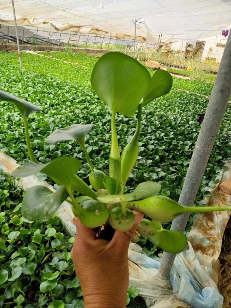 水葫芦凤眼莲凤眼蓝水生植物死苗补发量大可优惠